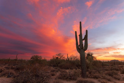 Scenic desert landscape with saguaro cactus at sunset in phoenix, arizona.