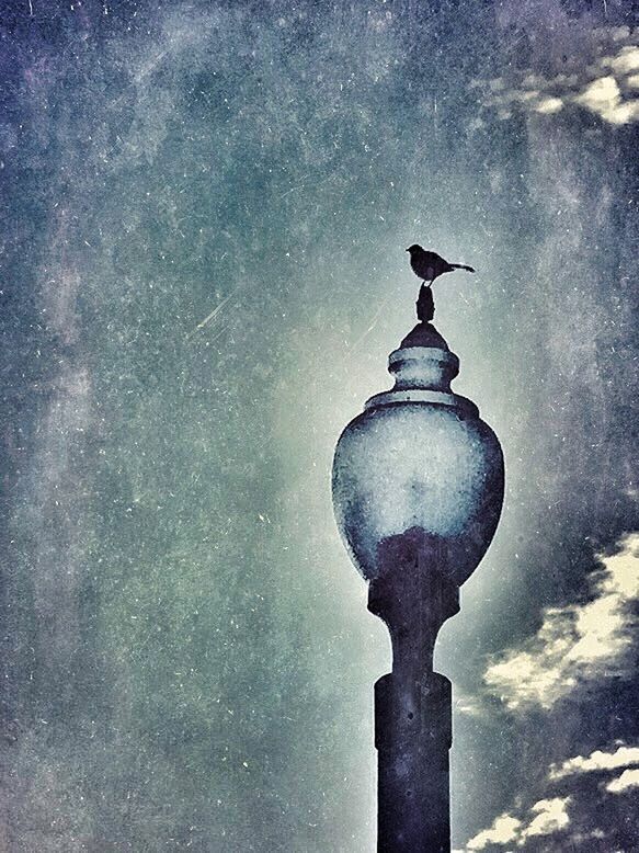 water, sky, low angle view, bird, built structure, reflection, nature, waterfront, cloud - sky, no people, outdoors, architecture, blue, day, tranquility, sea, sculpture, travel destinations, scenics, tower