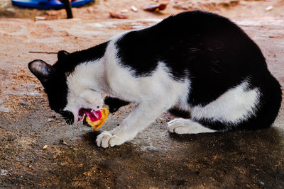 High angle view of cat eating food