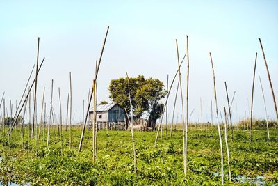 Plants growing on field against clear sky