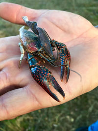 Cropped hand of person holding lobster