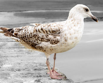 Close-up of seagull perching