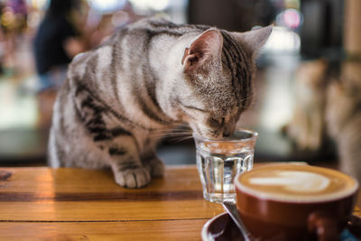 Cat drinking coffee cup on table