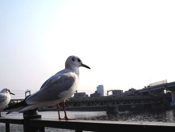 Seagull perching on the sea