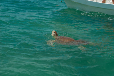 High angle view of dog swimming in sea