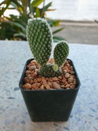 High angle view of succulent plant on table