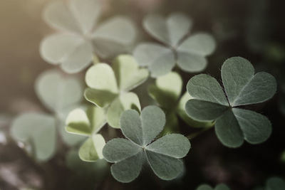 Close-up of plant leaves