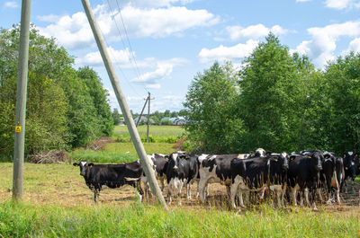 Cows grazing in field against sky