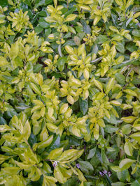 Full frame shot of fresh green plants