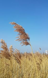 Close-up of wheat growing on field against clear blue sky