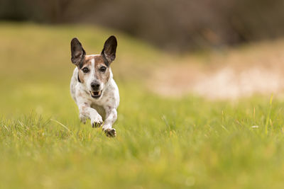 Portrait of dog running on grass