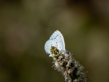 Close-up of butterfly pollinating on flower