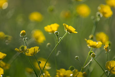 Close-up of yellow flowers blooming outdoors