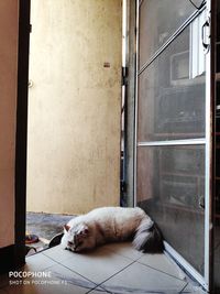 View of a dog sleeping on window