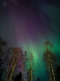 Low angle view of trees against sky at night