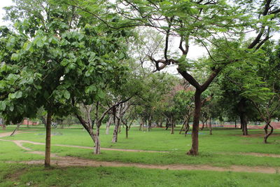 Trees in park
