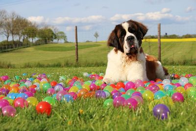 Dog sitting amidst balloons on field against sky