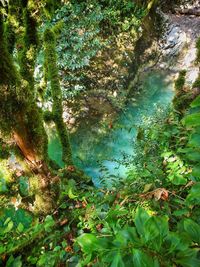 High angle view of trees by lake in forest