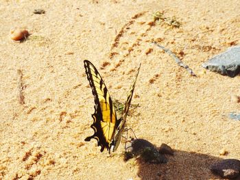 Close-up of caterpillar on sand