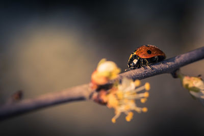 Ladybug on a branch in spring