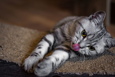 Close-up portrait of a cat resting