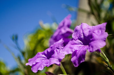 Close-up of purple iris blooming outdoors