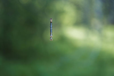 Close-up of a bird flying