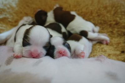 Small puppies sleeping on mother's abdomen