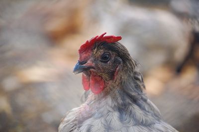 Close-up of a bird