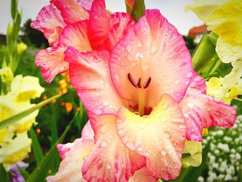 Close-up of water drops on day lily blooming outdoors