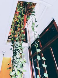 High angle view of potted plants hanging against building