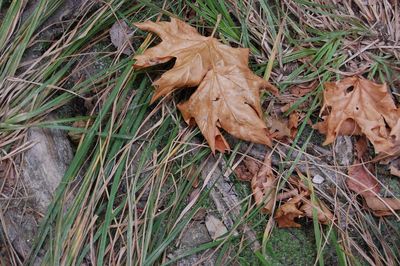 High angle view of dry leaves on field