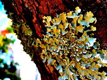 Close-up of mushroom growing on tree trunk