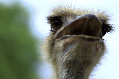 Close-up of ostrich