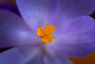 Close-up of yellow crocus flower