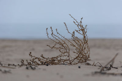 Coastal symphony. grass flourishing on baltic sands. grass at the baltic sea