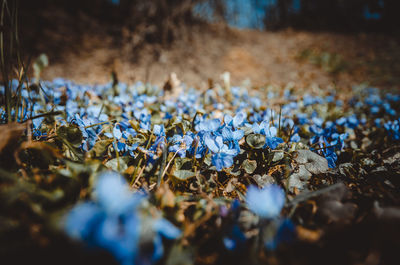 Close-up of dried plant and blue flowers on land