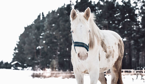 Close-up of a horse on snow