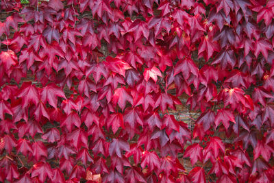 Beautiful autumn background from leaves of ivy or wild grapes. background for autumn season