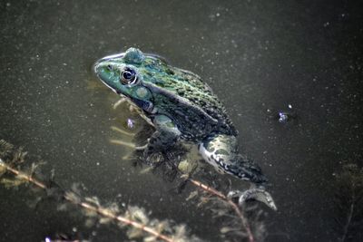 Close-up of a frog in water