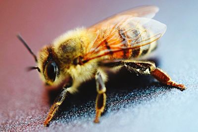 Close-up of insect