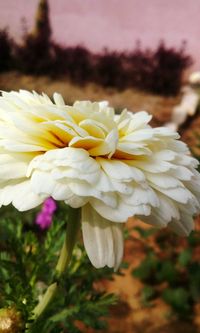 Close-up of white flower