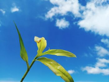 Low angle view of flowering plant against blue sky