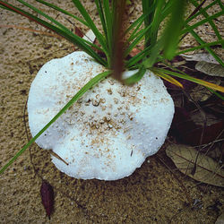 High angle view of plant growing on field