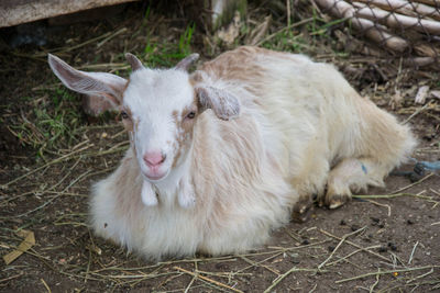 Portrait of a sheep on field