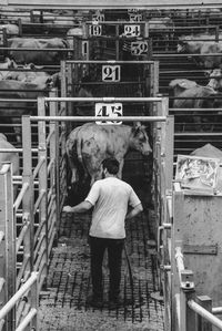 Rear view of man standing at cowshed