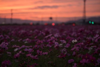 Scenic view of field against sky at sunset