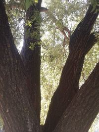 Low angle view of trees growing in forest