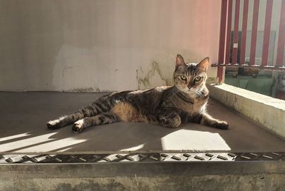Portrait of cat relaxing outdoors