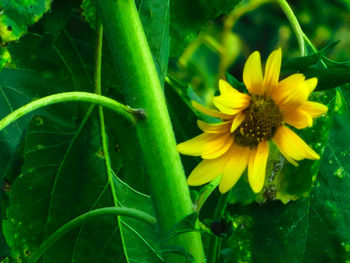 Close-up of yellow flower